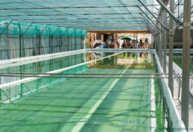 The discovery of spirulina