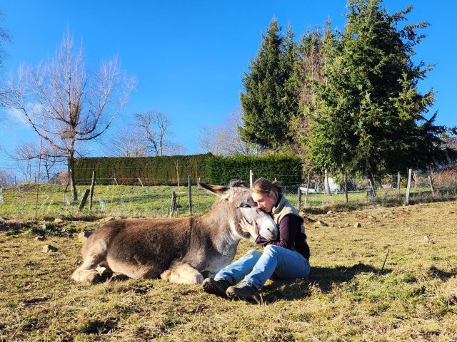 Immersion in a herd of donkeys: summer escapes_Saint Julien d’Intres