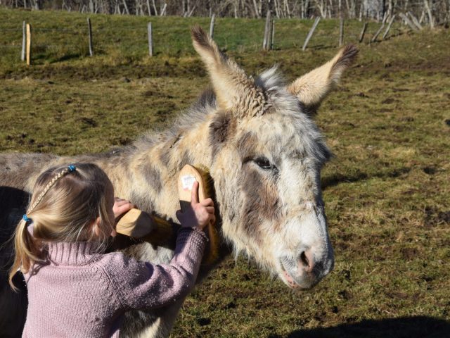 Immersion in a herd of donkeys: summer escapes_Saint Julien d’Intres