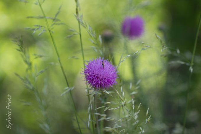 Distillery Tours_Désaignes